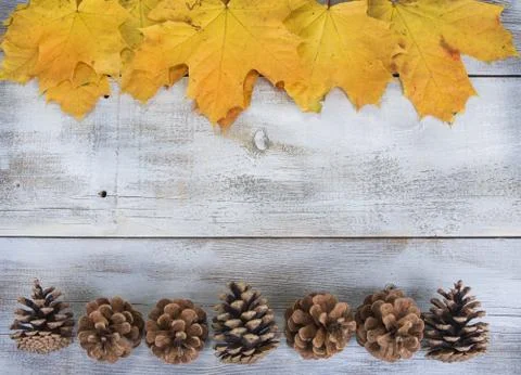 Yellow or red leaves with pine cone on white wooden grunge background Stock Photos