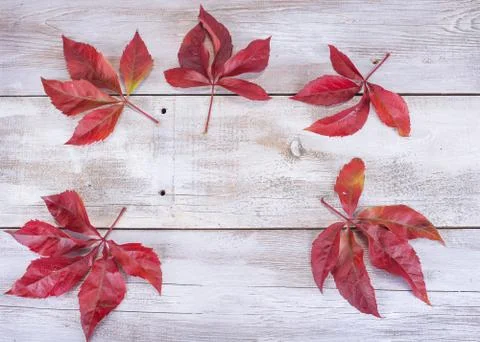 Yellow or red leaves with pine cone on white wooden grunge background Stock Photos