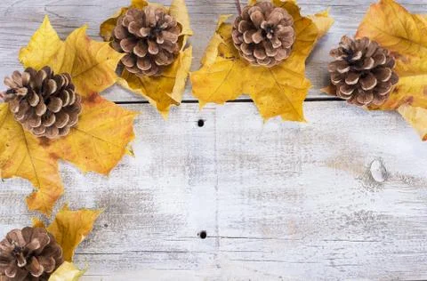 Yellow or red leaves with pine cone on white wooden grunge background Stock Photos