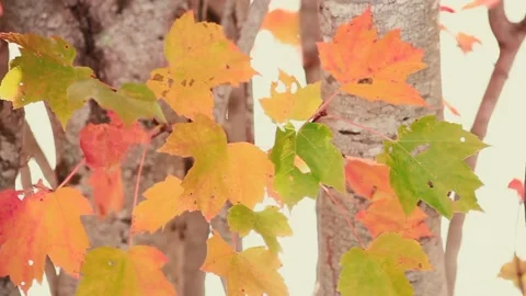 Yellow, Orange and Green Maple Leaves on Tree Trunk Stock Footage 141206962