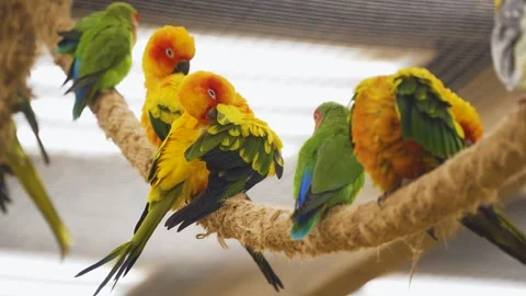 Yellow Orange Aratinga Parrots perched on a rope, preening and interacting 動画素材 311873338
