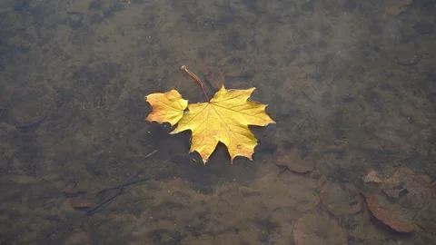 Yellow, orange autumn maple leaf floating on the water surface of a dark pond. Stock Footage 248308011