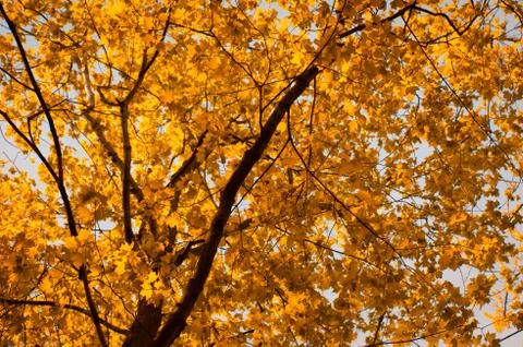 Yellow orange branch of the Maple tree touched with sun light Stock Photos