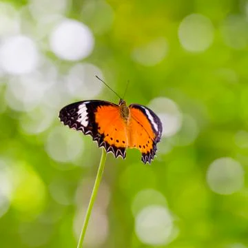 Yellow-orange butterfly Stock Photos