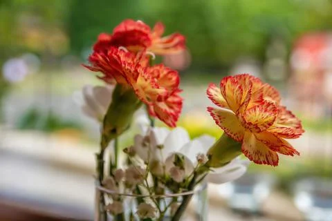 Yellow orange carnations in summer Stock Photos