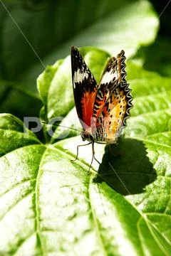 Yellow orange colorful butterfly resting on a green leaf drying its wings. Stock Photos