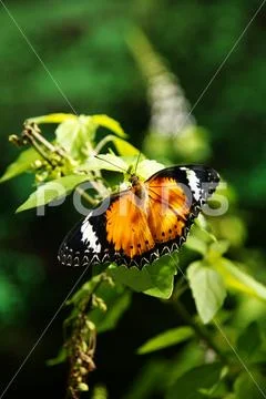 Yellow orange colorful butterfly resting on a green leaf drying its wings. Stock Photos