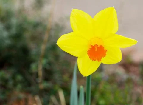 Yellow orange daffodil Stock Photos