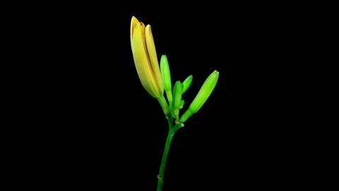 Yellow orange daylily flower blooming and fading timelapse Stock Footage