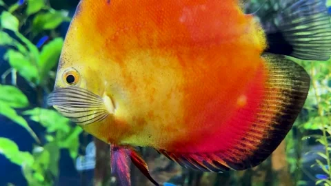 Yellow-orange exotic fish close-up in the aquarium Stock Footage 246976580