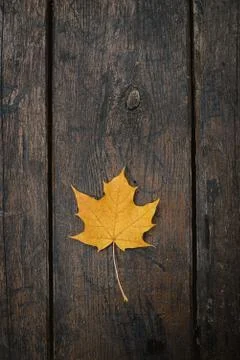 The yellow-orange fallen maple leaf lies on a dark wooden old background. Sav Stock Photos