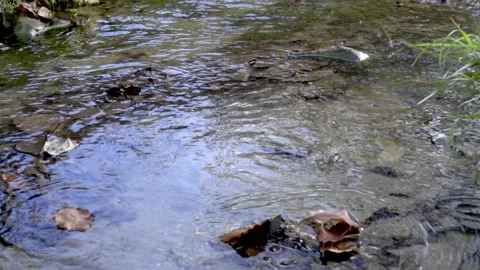 Yellow-orange falling leaves in dark blue river water Video stock 224060024