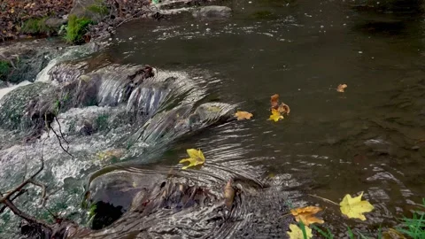 Yellow-orange falling leaves in dark blue river water Stock Footage 224060642