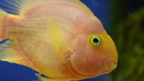 Yellow, orange fish Red parrot cichlid parrot swims in aquarium, fish care, blue Stock Footage 269955997