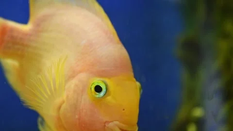Yellow, orange fish Red parrot cichlid parrot swims in aquarium, fish care, blue Stock Footage 273511880