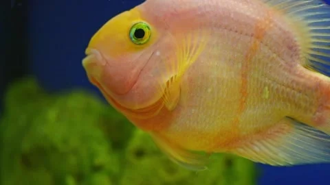 Yellow, orange fish Red parrot cichlid parrot swims in aquarium, fish care, blue Stock Footage 273512320