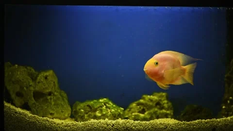 Yellow, orange fish Red parrot cichlid parrot swims in aquarium, fish care, blue Stock Footage 273512584