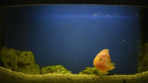 Yellow, orange fish Red parrot cichlid parrot swims in aquarium, fish care, blue Stock Footage 273512946