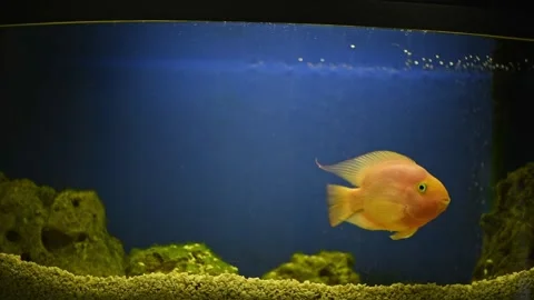 Yellow, orange fish Red parrot cichlid parrot swims in aquarium, fish care, blue Stock Footage 273513298