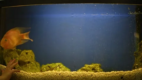 Yellow, orange fish Red parrot cichlid parrot swims in aquarium, fish care, blue Stock Footage 273513375
