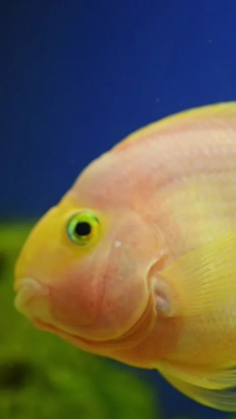 Yellow, orange fish Red parrot cichlid parrot swims in aquarium, fish care, blue Stock Footage 273514330