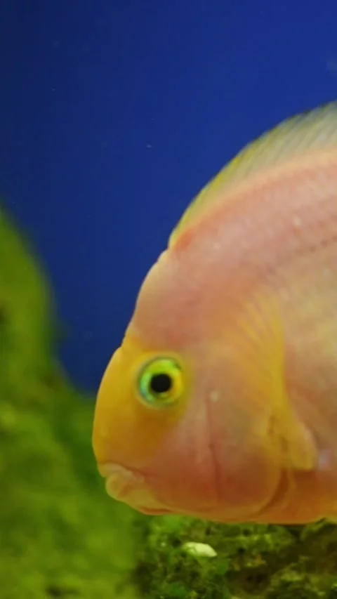 Yellow, orange fish Red parrot cichlid parrot swims in aquarium, fish care, blue Stock Footage 273514393