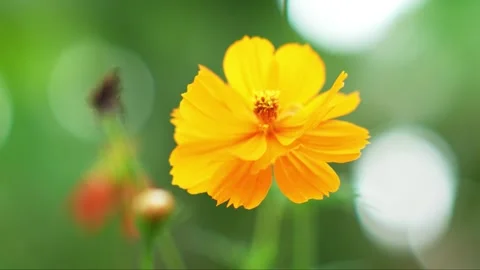 Yellow Orange Flower 2 Video stock 311269297