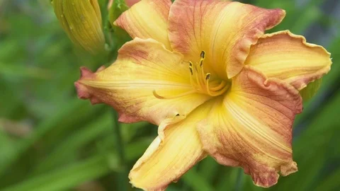 Yellow orange flower Stock Footage 111012592