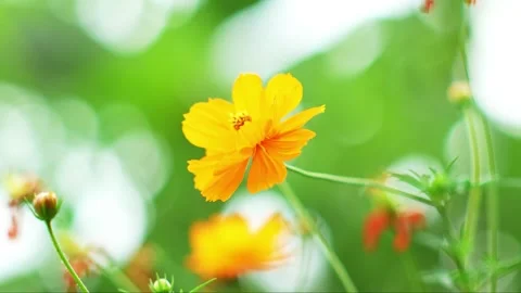Yellow Orange Flower Video stock 311269293