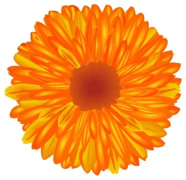 Yellow-orange flower. Stock Illustration