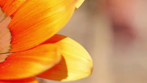 Yellow orange flower macro 4k Stock Footage 75167640