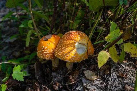 Yellow orange Fly Agaric Mushroom Stock Photos