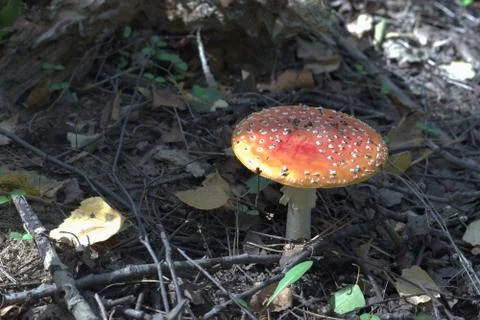 Yellow-orange fly agaric with torn ringlet on its thick stem Stock Photos