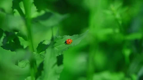Yellow, orange ladybug among green foliage, a species of ladybug psylloborus Stock Footage 279304615