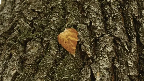 A yellow-orange leaf hangs on a web on a tree  Stockbeeldmateriaal 253743765