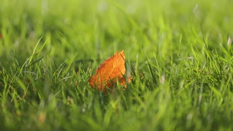 A yellow-orange leaf on the lush green grass. A close-up loop video. Stock Footage 257569087