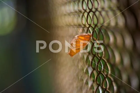 Yellow-orange leaf stuck in the mesh of the fence Stock Photos