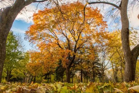 Yellow orange leaves tree at fall Foto stock