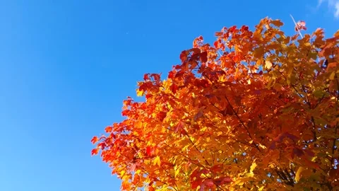 Yellow-orange leaves on a tree in the sunset rays, an autumn tree horizon sky Stock Footage 318732177