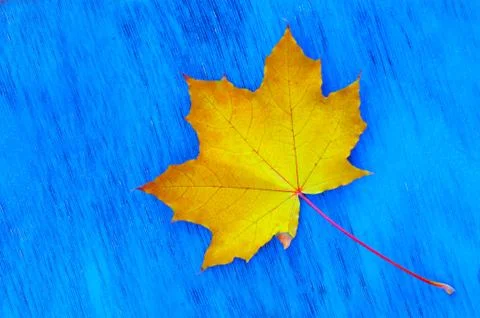 Yellow-orange maple leaf on a blue wooden board close-up Stock Photos