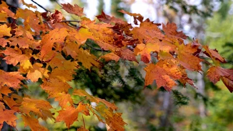 Yellow orange maple tree leaves flutter in the autumn wind. Beautiful pan. Stock Footage 163933138
