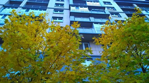 Yellow orange maple tree on new building background. Autumn leaf color. Fall Stock Photos