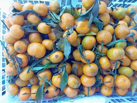 Yellow orange Stock Photos
