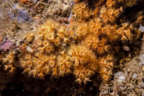Yellow-orange polyps on the reef Stock Photos
