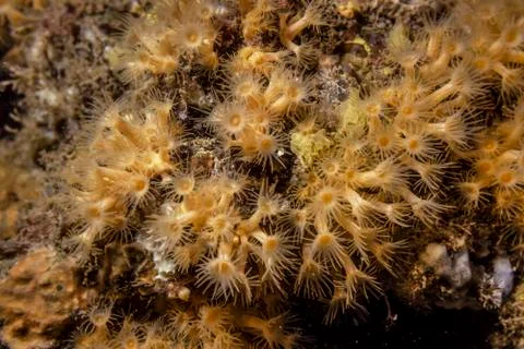 Yellow-orange polyps on the reef Stock Photos