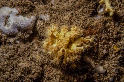Yellow-orange polyps on the reef Stock Photos