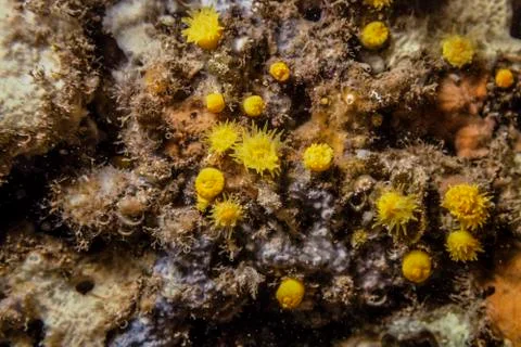 Yellow-orange polyps on the reef Stock Photos