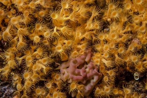 Yellow-orange polyps on the reef Stock Photos