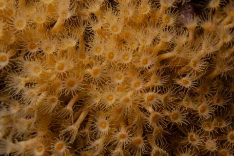 Yellow-orange polyps on the reef Stock Photos