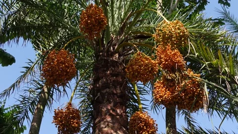 Dates Tree Stock Footage Royalty Free Stock Videos Pond5